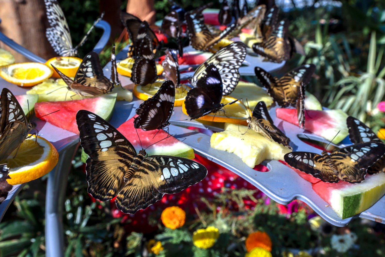 The Butterfly Gardens Abu Dhabi is a new indoor biodome opening at Al Qana. The space brings together thousands of free-roaming butterflies, koi ponds and rainforest wildlife within a fully climate-controlled environment. Victor Besa / The National